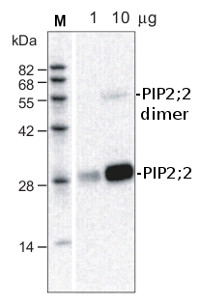 PIP2;2 | Plasma membrane aquaporin 2b in the group Antibodies Plant/Algal / Membrane Transport System / Plasma membrane at Agrisera AB (Antibodies for research) (AS09 490)